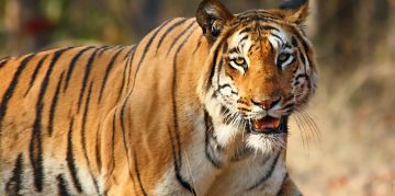 Best 2 Days 1 Night Madhya Pradesh Desert Tour Package