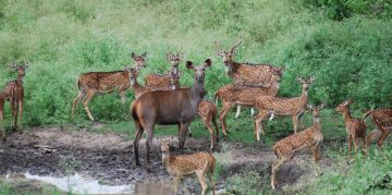 Ecstatic 2 Days 1 Night Chhatisgarh Tour Package