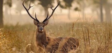 Best 2 Days 1 Night Balpakram Tour Package