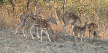 Ecstatic Andaman Islands Tour Package for 2 Days 1 Night