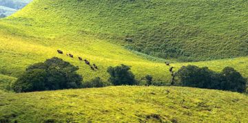 Beautiful Kudremukh Tour Package for 2 Days 1 Night