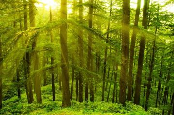 Pleasurable 2 Days Shimla Offbeat Trip Package