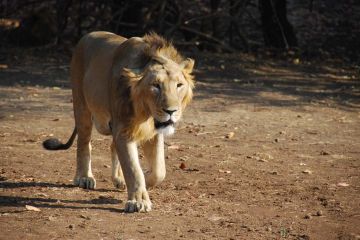 Ecstatic 2 Days Gujarat Water Activities Vacation Package