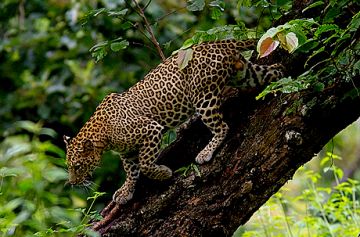 Heart-warming 2 Days Bandipur Hill Stations Holiday Package