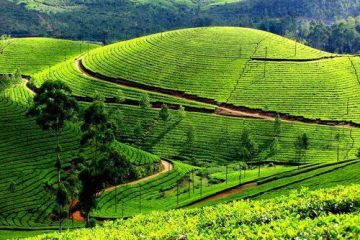 Beautiful 4 Days Kochi to Munnar Family Holiday Package
