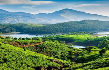 Family Getaway 5 Days Kochi to Munnar Romantic Holiday Package