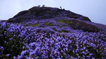 Beautiful 3 Days 2 Nights Munnar Nature Trip Package