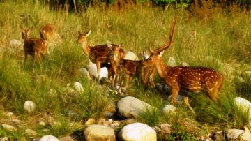 Magical 3 Days Jim Corbett Religious Trip Package