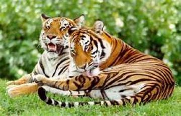 Pleasurable 3 Days 2 Nights CORBETT River Holiday Package