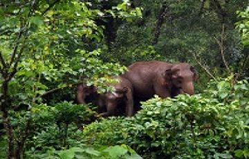6 Days Cochin, Munnar, Alappuzha with Thekkady Trip Package