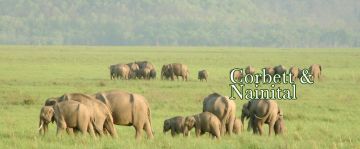 5 Days 4 Nights Corbett Family Tour Package