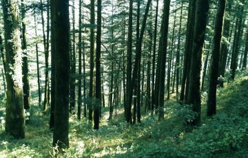 Experience 2 Days Kanatal with Kaudia Range Forest Vacation Package