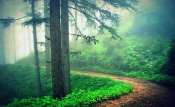 Experience 2 Days Kanatal with Kaudia Range Forest Vacation Package