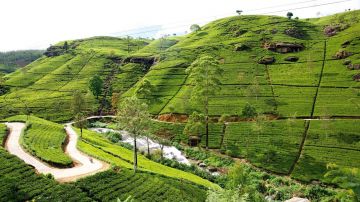4 Days Colombo and Nuwara Eliya Forest Tour Package