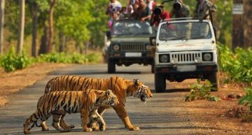 Pleasurable 5 Days 4 Nights Jim Corbett Wildlife Trip Package