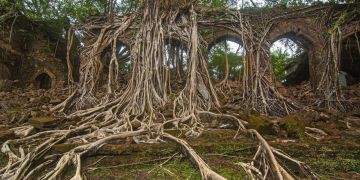 Experience 6 Days Port Blair and Haveloke Andaman Forest Trip Package