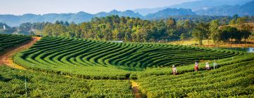 Magical 8 Days Bagdogra to Thimphu River Holiday Package