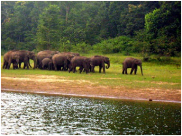 Amazing 7 Days 6 Nights Munnar Cochin Athirapally Thekkady Alleppey Kovalam Trivandrum Forest Trip Package