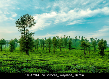 5 Days 4 Nights Munnar, Thekkady with Alleppey Mountain Vacation Package