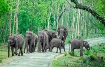 Ecstatic 5 Days Bengaluru to Bangalore Ooty Waynad Family Tour Package