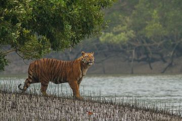 2 Night 3 Days Sundarban Tour Kolkata to Kolkata by Car/Bus
