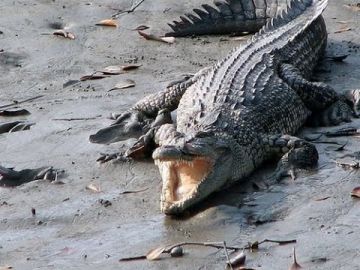 2 Night 3 Days Sundarban Tour Kolkata to Kolkata by Car/Bus