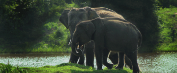 Memorable UDAWALAWA Forest Tour Package for 7 Days from Colombo