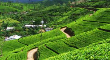 6 Days 5 Nights Siliguri to Gangtok Palace Tour Package