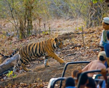 Experience 3 Days 2 Nights BANDHAVGARH Tour Package