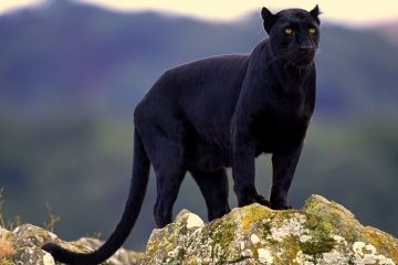 Family Getaway 3 Days 2 Nights Dandeli Forest Vacation Package