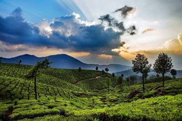 Experience 4 Days Kochi to Munnar Vacation Package