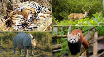 Magical 6 Days 5 Nights Kaziranga National Park Trip Package