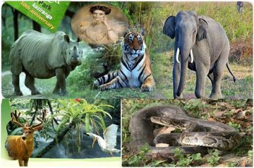 Magical 6 Days 5 Nights Kaziranga National Park Trip Package