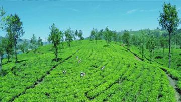 7 Days GOLDEN TEMPLE, NISARGADHAAMA, RAJA SEAT and MANDALPATTI Mountain Trip Package