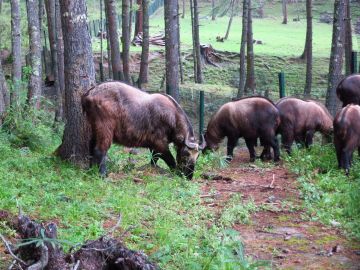 Pleasurable 6 Days Punakha Honeymoon Holiday Package