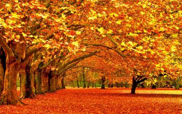 Experience 6 Days Srinagar Luxury Vacation Package