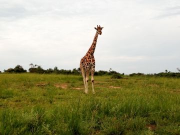 Pleasurable Masindi River Tour Package for 3 Days from Kampala