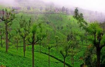 7 nights/8 days Kodiakanal Coorg  Mysore Ooty Coonoor Holiday Package