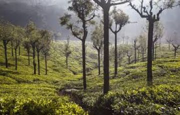 7 nights/8 days Kodiakanal Coorg  Mysore Ooty Coonoor Holiday Package