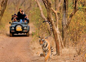 Memorable 2 Days Sawai Madhopur to Ranthambhore Forest Vacation Package