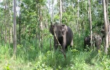 Mudumalai Beach Tour Package for 3 Days