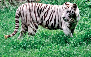 Amazing 7 Days 6 Nights Bhubaneswar Friends Tour Package