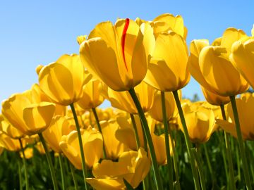 Pleasurable 4 Days 3 Nights Srinagar Kashmir, Phalgam with Gulmarag Trip Package