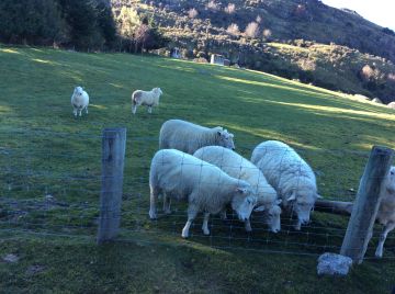 12 Days 11 Nights Auckland, Coromandel, Rotorua with Queenstown Nature Vacation Package