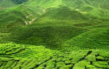 Ecstatic 6 Days 5 Nights Lachung Beach Holiday Package