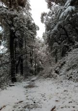 Best 3 Days 2 Nights Shimla Local with Shali Tibba Honeymoon Holiday Package