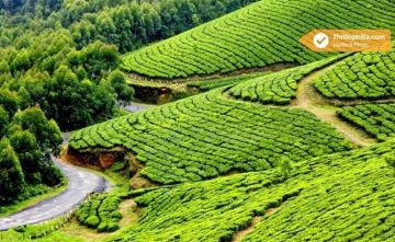 Family Getaway 4 Days NA to Thekkady Friends Tour Package