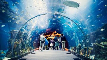 Magical 5 Nights 6 Days Dubai Vacation Package by Travel Salah