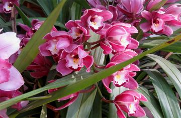 Amazing 6 Days Gangtok, Ravangla and Pelling Mountain Tour Package