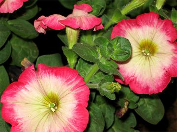 Best 7 Days 6 Nights Lachung Holiday Package